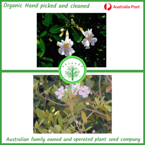 Tabebuia pallida – Cuban Pink Trumpet Tree (NN)