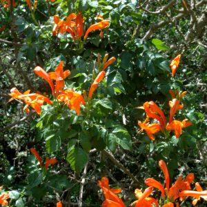 Tecomaria capensis (Orange)