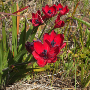 Babiana villosa