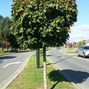 Acer platanoides ‘Globosum’ – Standard Norway Maple / Designer Maple