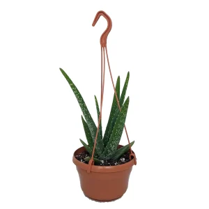 Aloe Vera Hanging