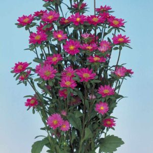 Callistephus (Aster) chinensis Serenade Rose