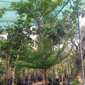 Bucida Buceras Black Olive Tree