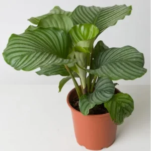 CALATHEA ORBIFOLIA – 35 CM