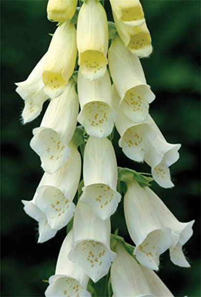Digitalis purpurea cv – Foxglove White Cloud seed x1000 (bulk) - Image 3