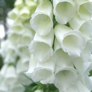 Digitalis purpurea cv – Foxglove White Cloud seed x1000 (bulk)