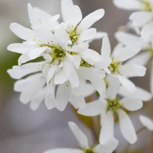 Amelanchier x grandiflora ‘Ballerina’