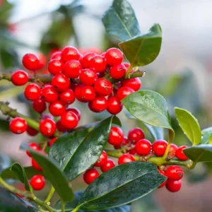 Ilex aquifolium ‘J.C. van Tol’