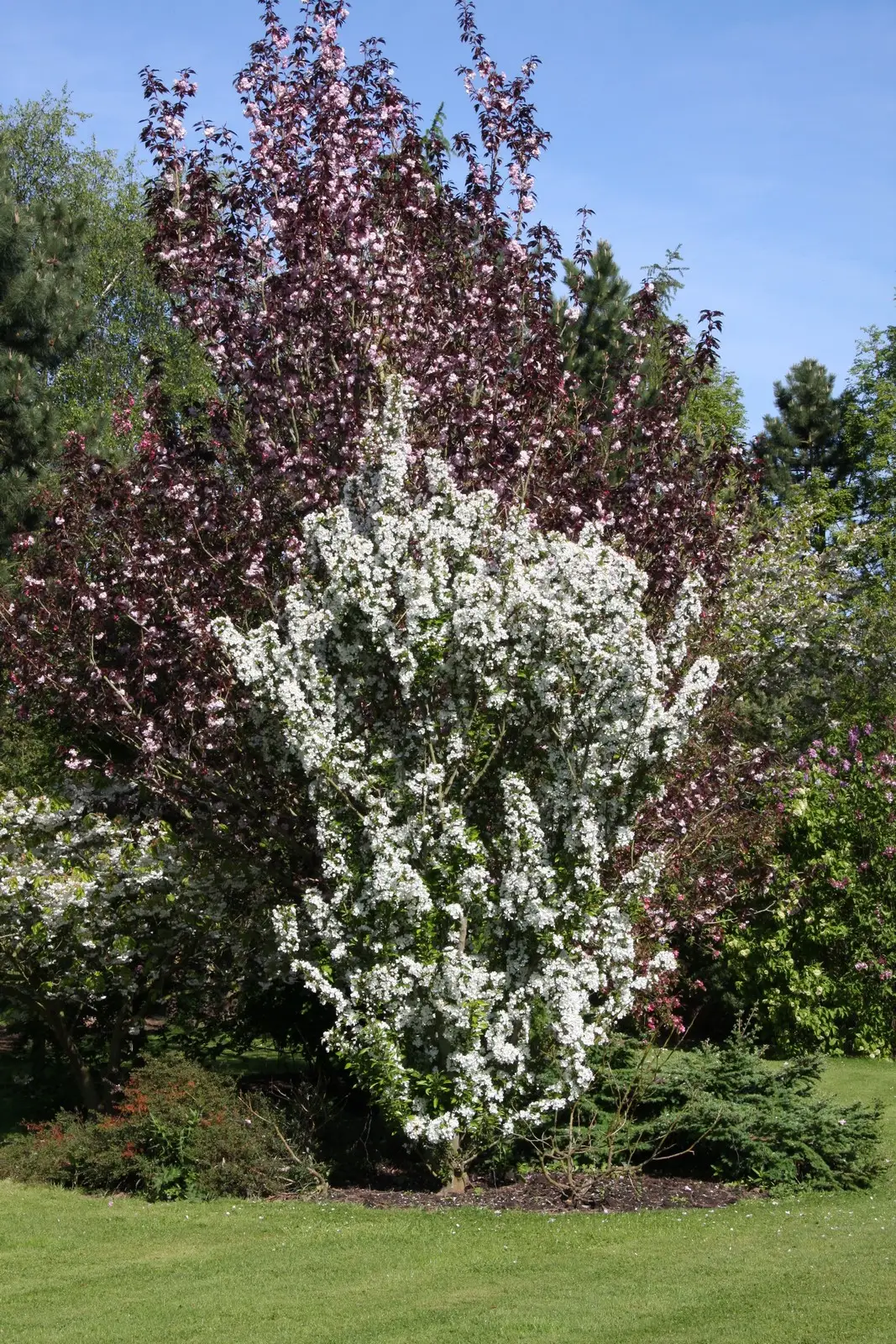 Malus ‘Admiration’ - Image 5