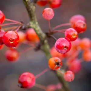 Malus ‘Admiration’