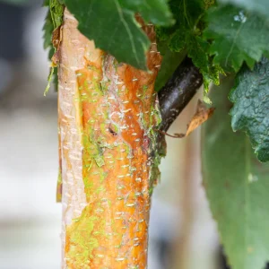 Betula utilis ‘Edinburgh’