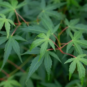 Acer palmatum ‘Katsura’