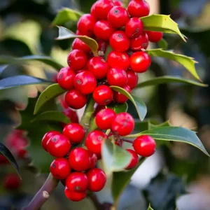 Ilex aquifolium ‘Alaska’