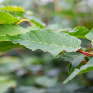 Acer davidii ‘Viper’® (Mindavi)