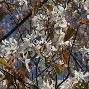 Amelanchier laevis ‘Snowflakes’