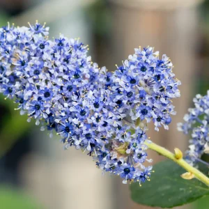 Ceanothus arboreus ‘Trewithen Blue’