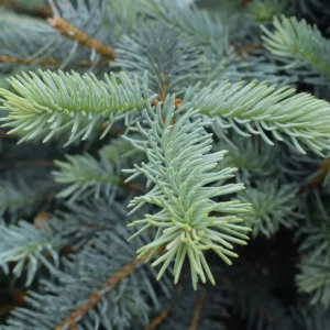 Picea pungens ‘Erich Frahm’