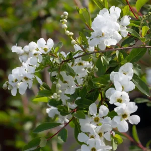 Exochorda x macrantha ‘The Bride’