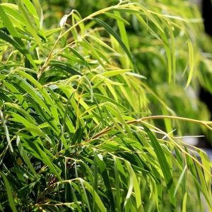 Agonis flexuosa ‘Lemon & Lime
