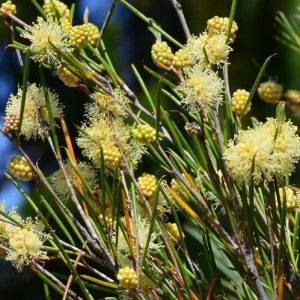 Melaleuca uncinata – Broom Honey Myrtle seeds X 200