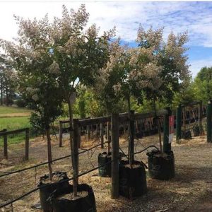 Lagerstroemia indica x faurei – Natchez