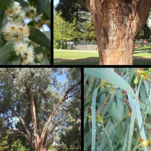 Eucalyptus nicholii – Narrow Leaved Peppermint Gum seed x 1gm – approx 2000 seeds (bulk)