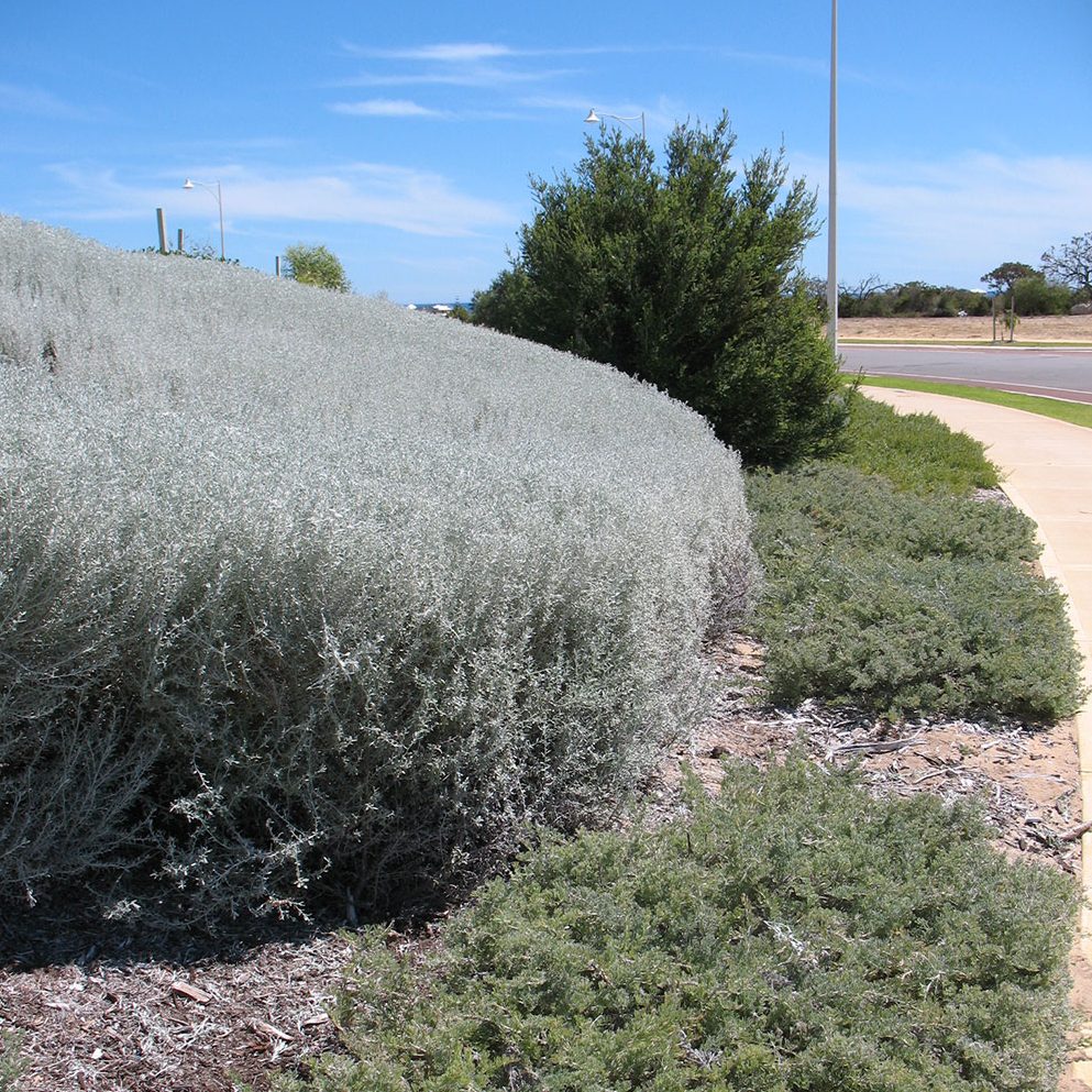 Olearia axillaris – Coastal Dune Daisy Seed x 40 - Image 4