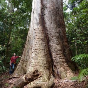 Eucalyptus pilularis – Blackbutt seed x200