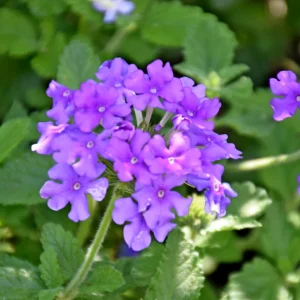 Verbena ‘Almira Deep Blue’