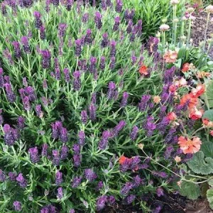 Lavandula ‘Plumberry Ruffles’