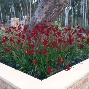 ‘RUBY VELVET™’ Anigozanthos hybrid