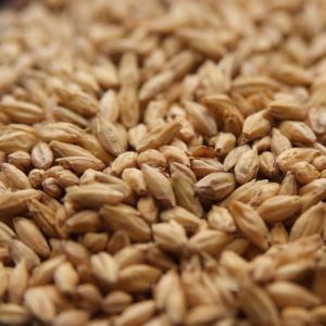 BRIESS 2-Row Brewers Base Malt – 1 LB Uncrushed
