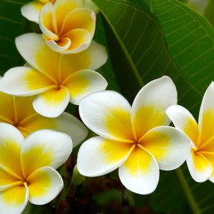 Frangipani White Absolute